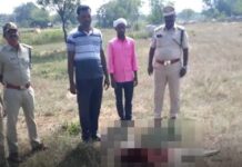 సంగారెడ్డి లో చిరుత….