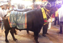 జనాల పైకి దూసుకొచ్చిన దున్న…