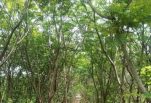 అతి త్వరలో హైదరాబాద్ లో ఆక్సిజన్ పార్క్ …