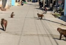 వానరులతో జంకుతున్నా..ప్రజలు