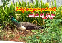 సమీకృత జిల్లా కార్యాలయంలో జాతీయ పక్షి ప్రత్యక్షం..