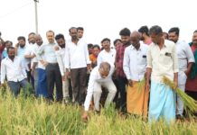 వడగండ్ల వానతో తీవ్రంగా దెబ్బతిన్న వరి పంటలను క్షేత్ర స్థాయిలో పరిశీలించిన: మంత్రి హరీష్